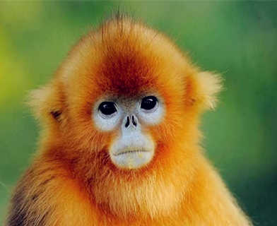 属猴的今年多大 属猴的今年多大