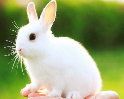 属兔的女人命好不好 属兔的女人命好不好