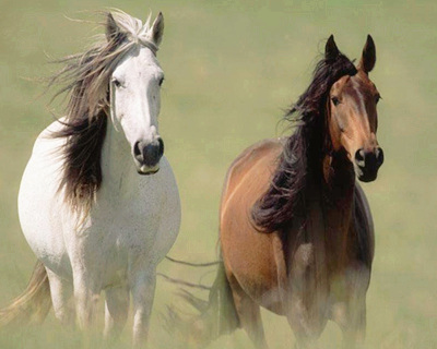 属马的女人命好不好 属马的女人命好不好