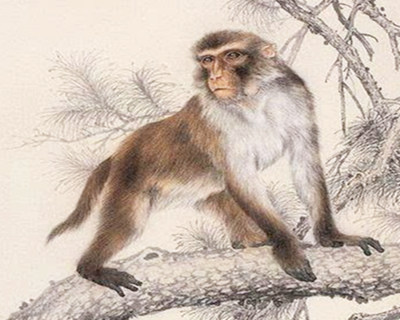 属猴的女人命好不好