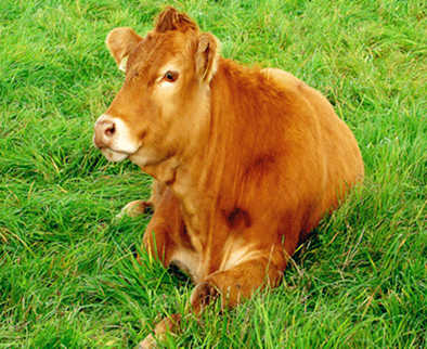 属牛的贵人是什么属相