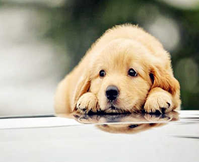 属狗的贵人是什么属相 属狗的贵人是什么属相