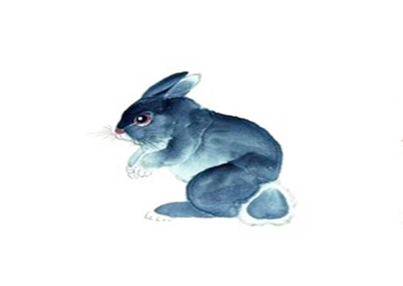 属兔的人性格 属兔的人性格