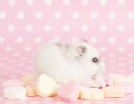 属鼠生什么属相宝宝好 属鼠生什么属相宝宝好