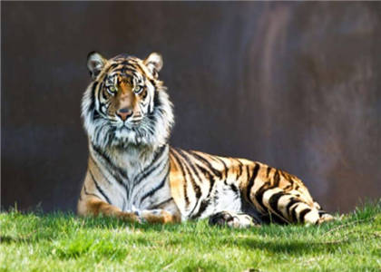 属虎人的住宅风水 属虎人的住宅风水