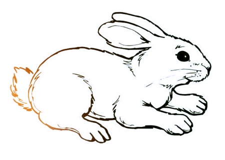 属兔人2020年健康运如何