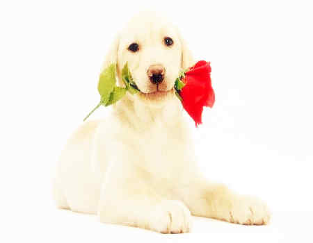 狗和鼠的属相合不合 狗和鼠的属相合不合