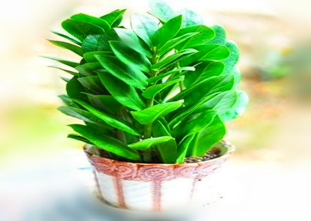 十二生肖适合养什么花