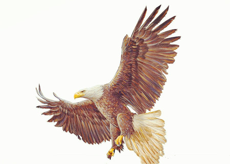 什么属相不能摆老鹰