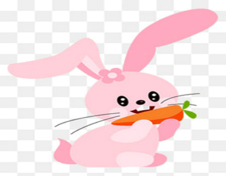 兔和猪的属相合不合