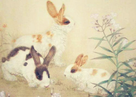 属兔一生财运如何