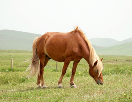 属马生什么属相宝宝好 属马生什么属相宝宝好