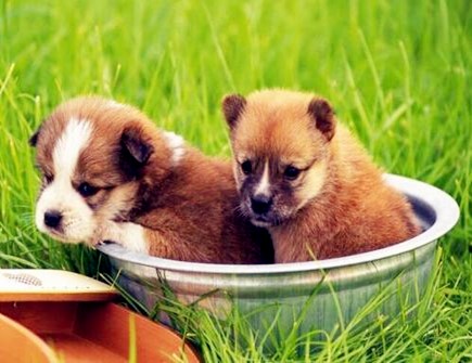 属狗的男孩取什么名字好