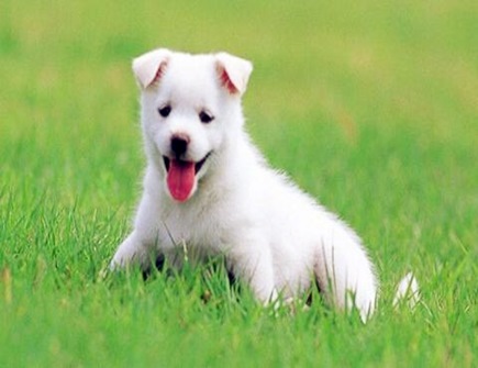 属狗女人的性格特点及脾气 属狗女人的性格特点及脾气