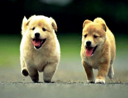 属狗的幸运色是什么