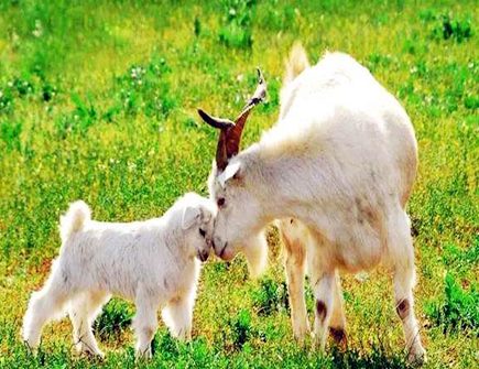 属羊和什么属相合财 属羊和什么属相合财