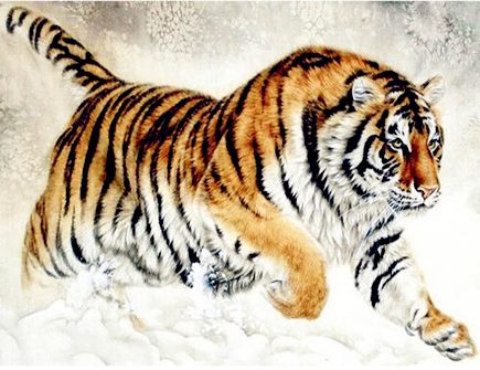 属虎的今年多大 属虎的今年多大