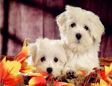 属狗女人婚姻与命运