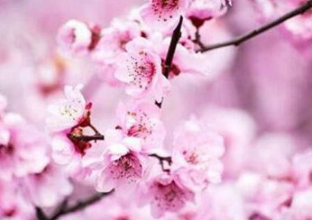 桃花煞有哪些好处