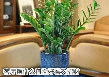 客厅摆什么植物好看又招财 客厅摆什么植物好看又招财