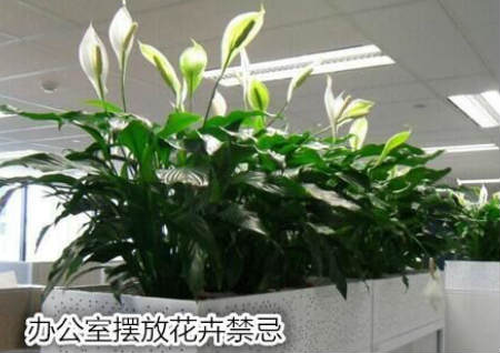 办公室摆放花卉禁忌