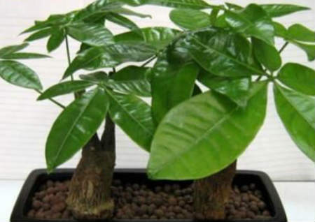 居家养发财树的讲究