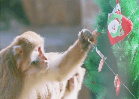 属猴的家里挂什么画好