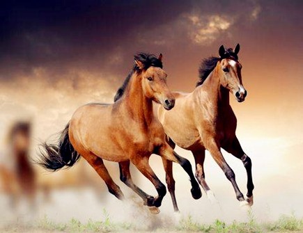 生肖马哪年有横财