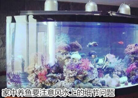 家中养鱼要注意风水上的细节问题