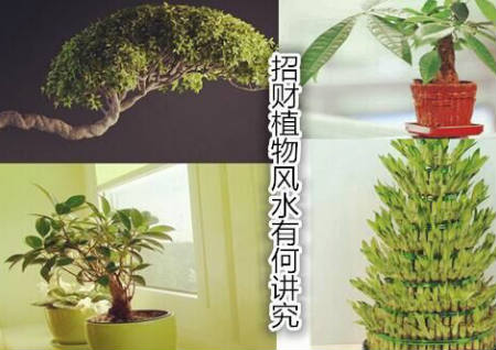 招财植物风水有何讲究