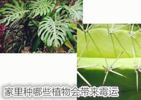 家里种哪些植物会带来霉运