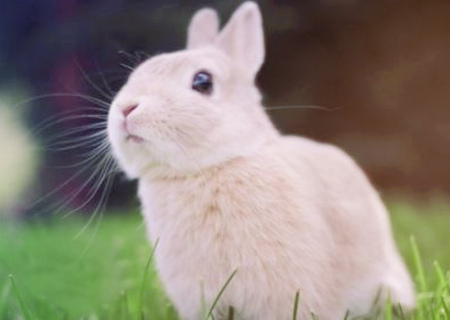 属兔办公室放什么植物旺财