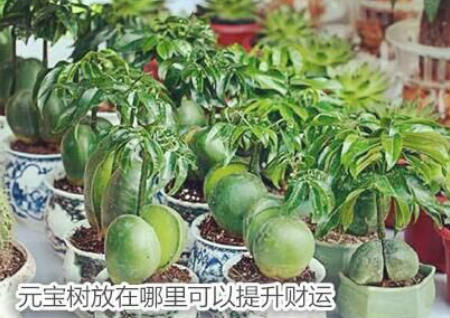 元宝树放在哪里可以提升财运 元宝树放在哪里可以提升财运