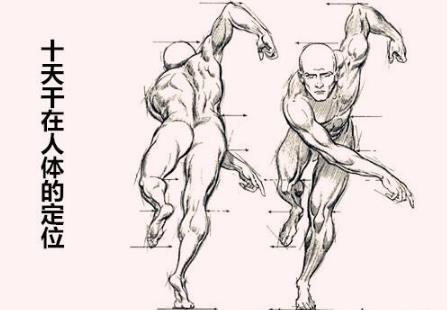 十天干在人体的定位 十天干在人体的定位