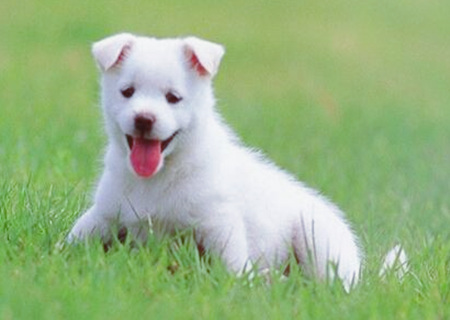 属狗办公室放什么植物旺财 属狗办公室放什么植物旺财