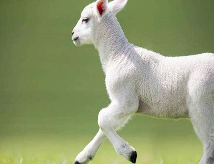 属羊今年健康运如何 属羊今年健康运如何