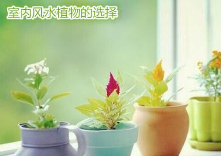 室内风水植物的选择