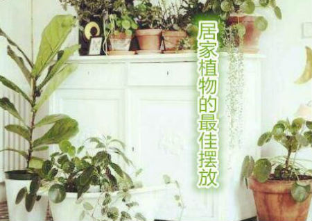 居家植物的最佳摆放