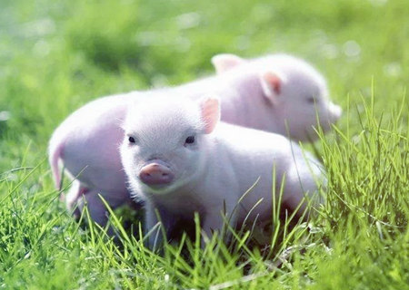 属猪办公室放什么植物旺财