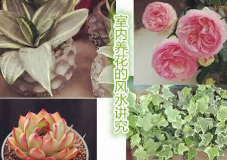 室内养花的风水讲究