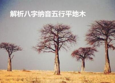 解析八字纳音五行平地木 解析八字纳音五行平地木