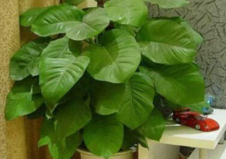 招财植物风水布局及讲究