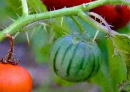 植物疯长对风水的影响 植物疯长对风水的影响