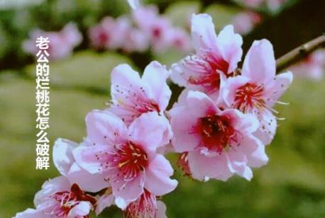 老公的烂桃花怎么破解