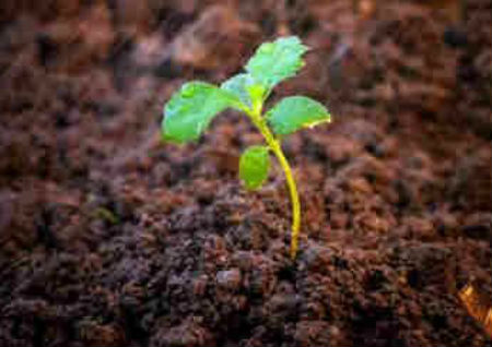 植物阴阳风水学