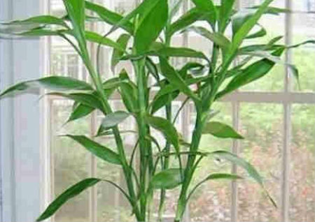 转运竹摆放位置与养几枝风水好