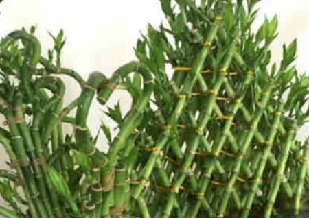 转运竹摆放位置与养几枝风水好