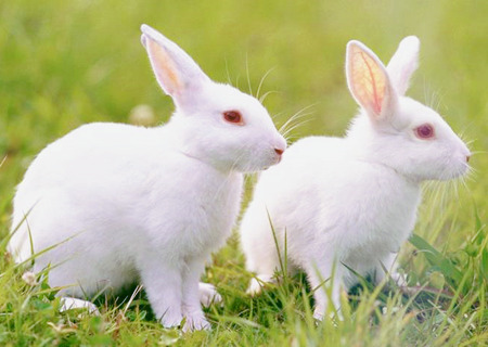 属兔男孩最吉利的名字