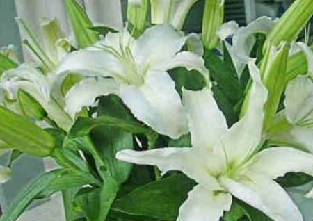 百合花的风水作用