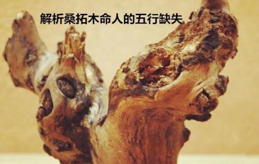 解析桑拓木命人的五行缺失 解析桑拓木命人的五行缺失